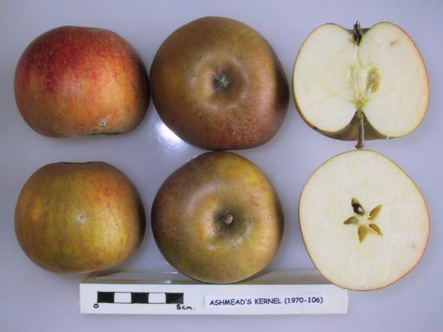 Five apples, including two whole and three halved, with a ruler for scale on a white background with label Ashmead's Kernel