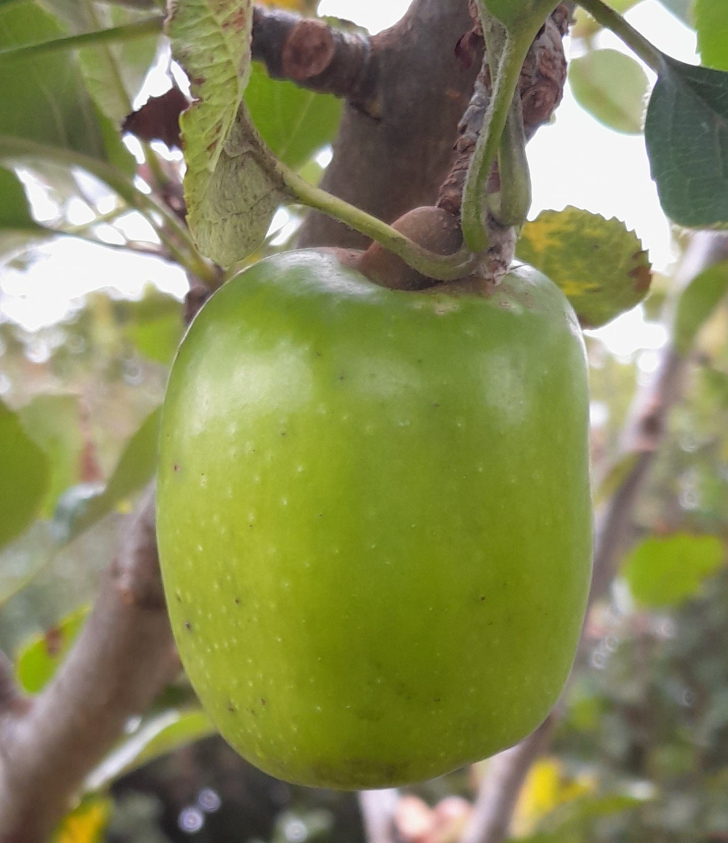 Green Pig Snout variety of apple hanging from a tree branch with leaves in the background