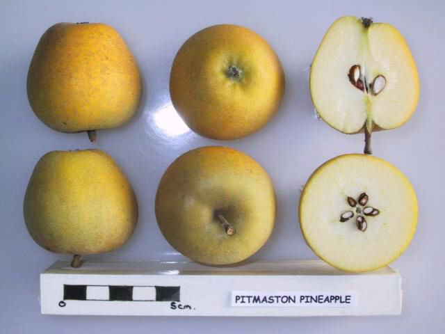 Pitmaston Pineapple