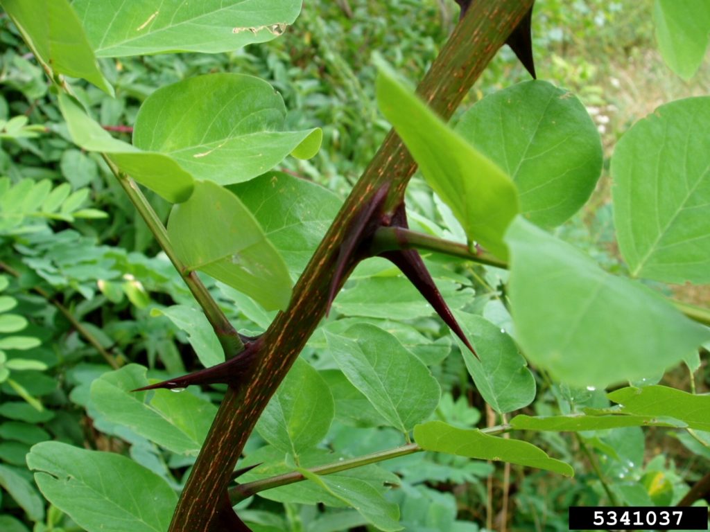 Robinia / Black Locust