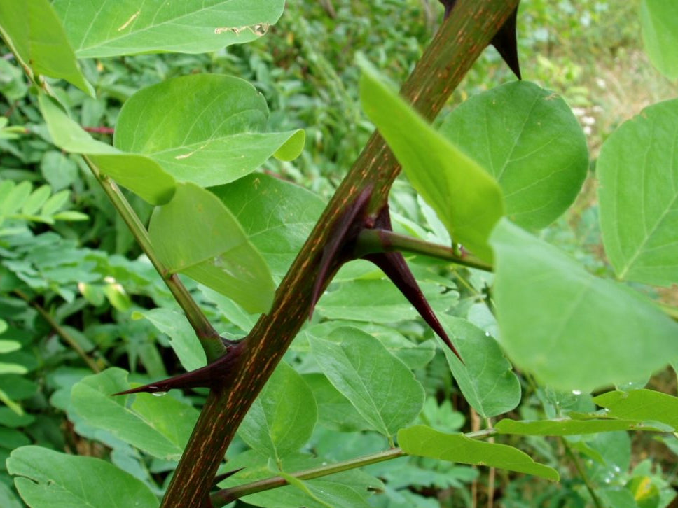 Close-up of a thorny branch with green leaves in a natural setting