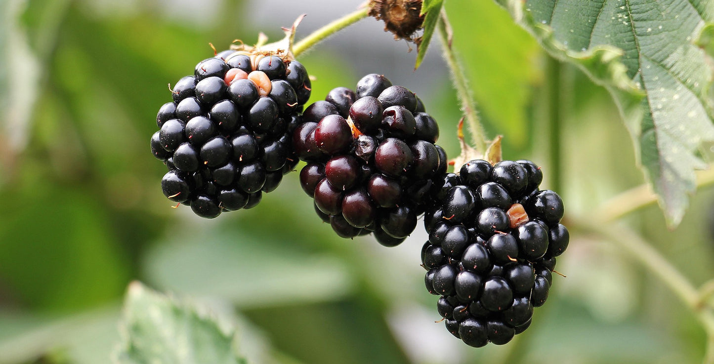 Karaka Blackberry