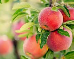 Close-up of red apples hanging a branch with leaves on the Rajka apple tree variety