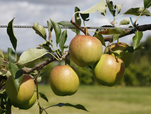 How to Choose the Right Organic Apple Tree