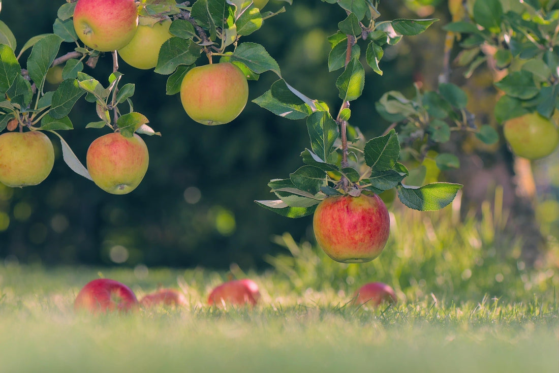 Turning Vision Into a Working Orchard