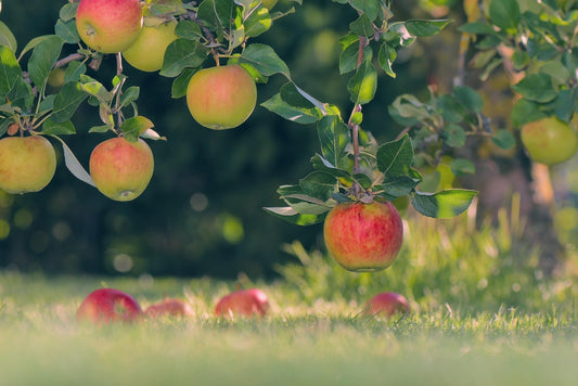 Turning Vision Into a Working Orchard