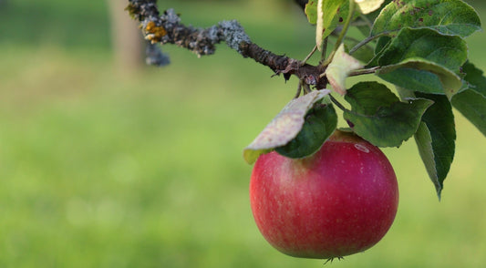 Apple Tree Planting Guide. Getting Your Apple Tree Off to the Right Start