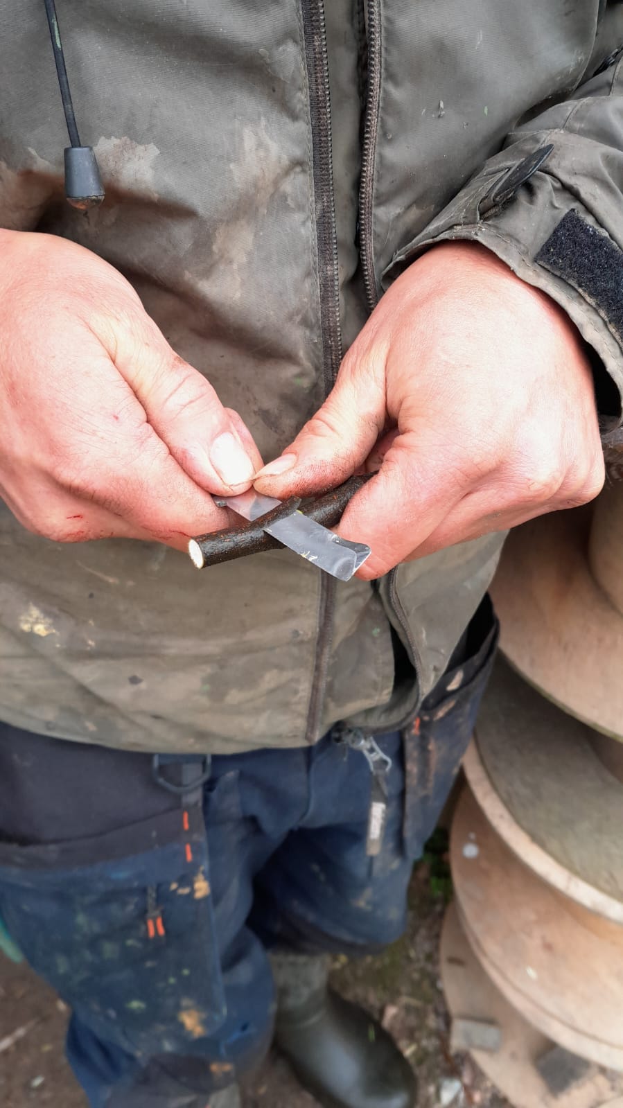 hands grafting scion wood onto rootstock