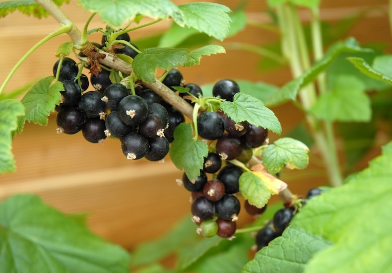 Blackcurrant Bushes