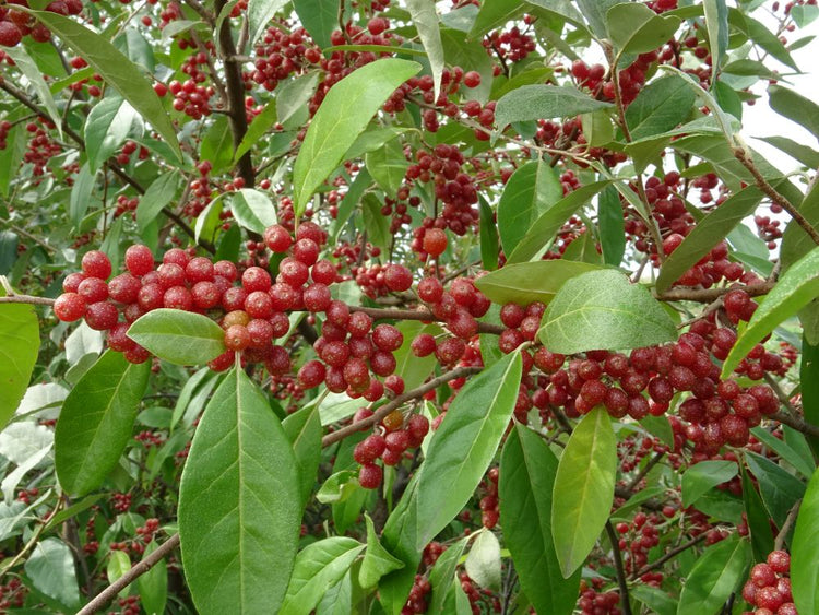 Elaeagnus Umbellata
