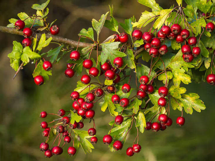 Edible Hawthorn Trees