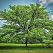 Single tree in a grassy field with a clear sky