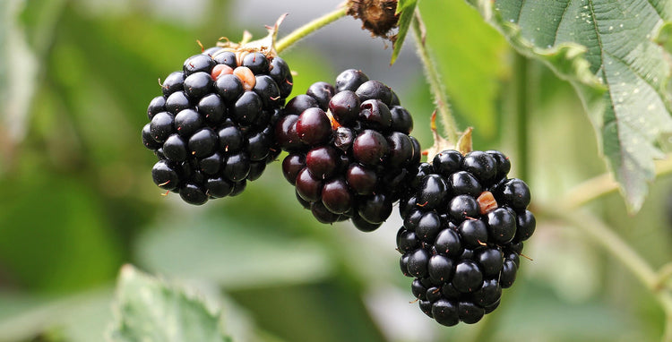 Blackberry Bushes