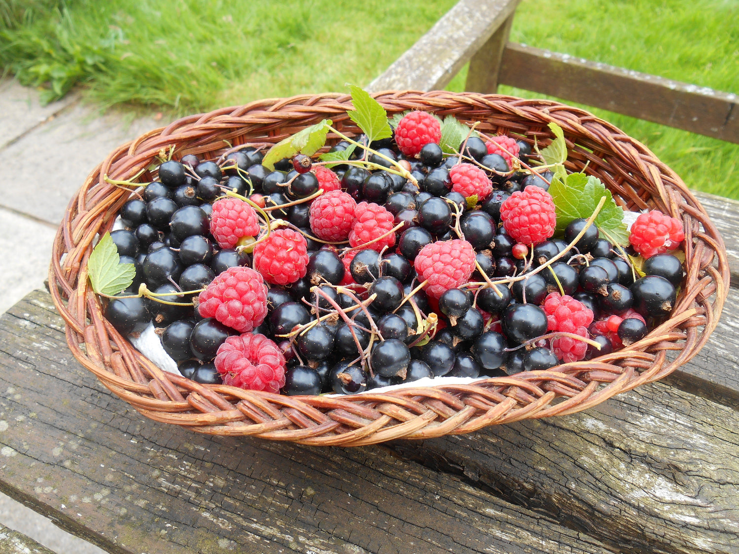 Soft Fruit, Edible Trees and Shrubs
