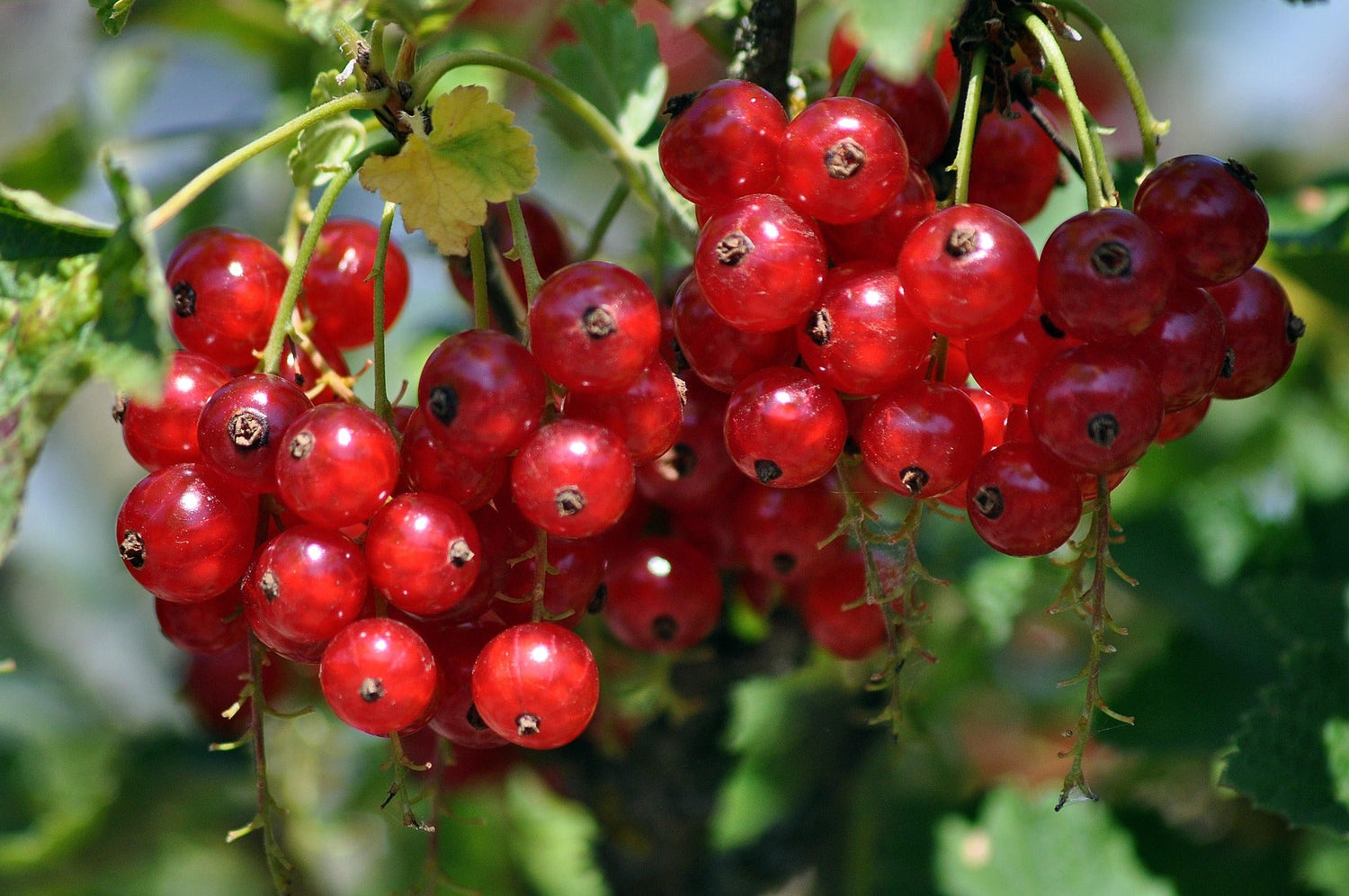 Redcurrant Bushes