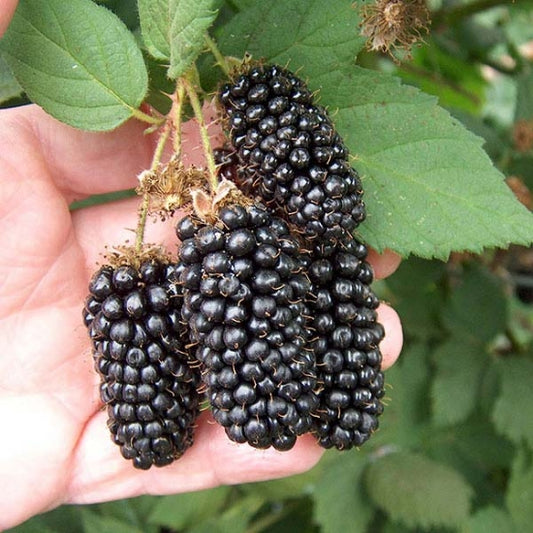 Karaka Blackberry