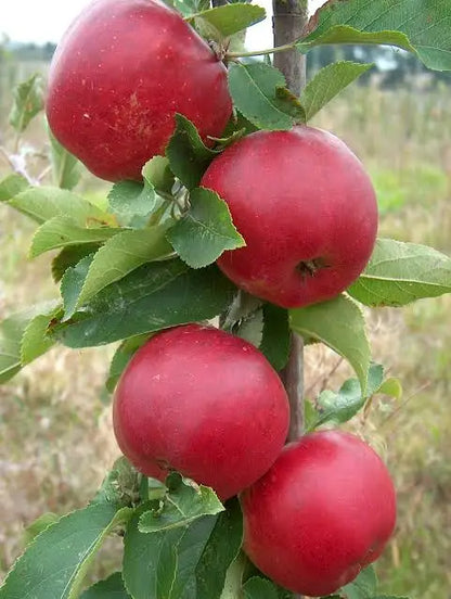 Red apples on a tree branch with green leaves, Rajka variety