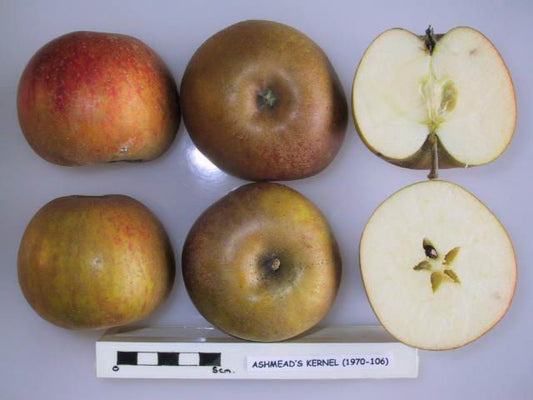 Five apples, including two whole and three halved, with a ruler for scale on a white background with label Ashmead's Kernel