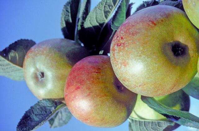 Apples with leaves on a blue background from the Ashmead's Kernel variety
