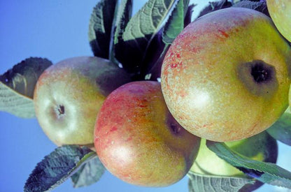Apples with leaves on a blue background from the Ashmead's Kernel variety