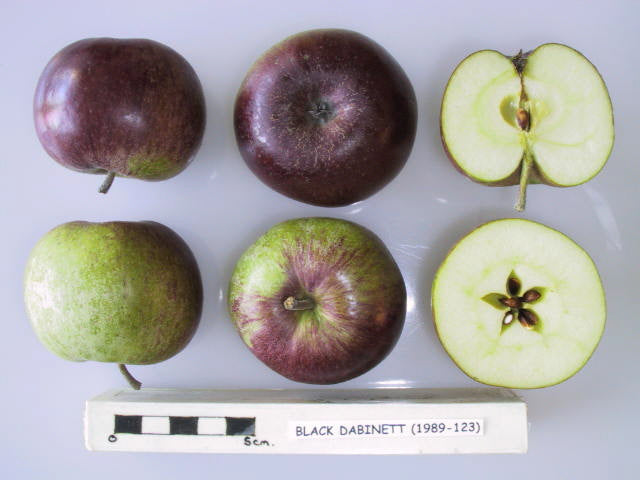 Black Dabinett