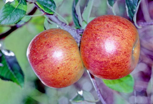 Two whole apples won a green leaf background from the 'Charles Ross' variety