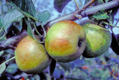 Apples of the Claygate Permain variety hanging on a tree branch with leaves