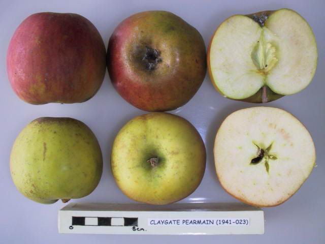 Claygate Pearmain apples and a cut apple on a white background
