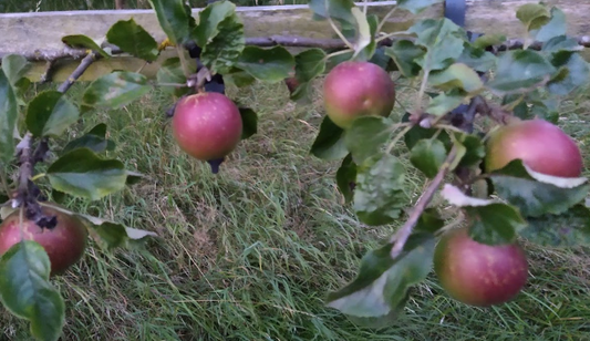 red Apples hanging from a tree branch with green leaves and grass in the background