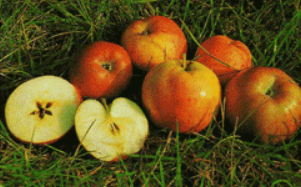 Apples on grass of Croen Mochyn variety