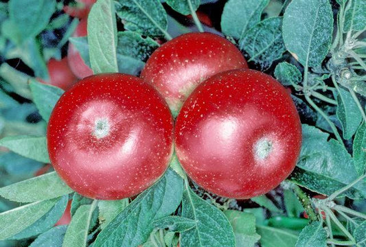 3 red apples on a green background of leaves from the Discovery variety of apple tree