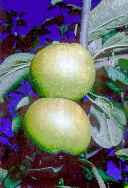 Two green apples on a tree branch that are the Duke of Devonshire variety of apple