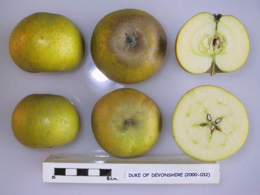 Five Duke of Devonshire apples, including whole and halved ones, on a white background with a scale marker.