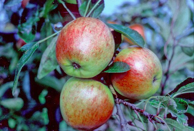 Three apples on a branch with green leaves on Falstaff variety