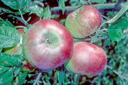 Red apples on a tree branch with green leaves from Gasgoyne's Scarlet