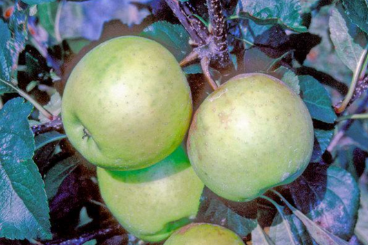 Greensleeves