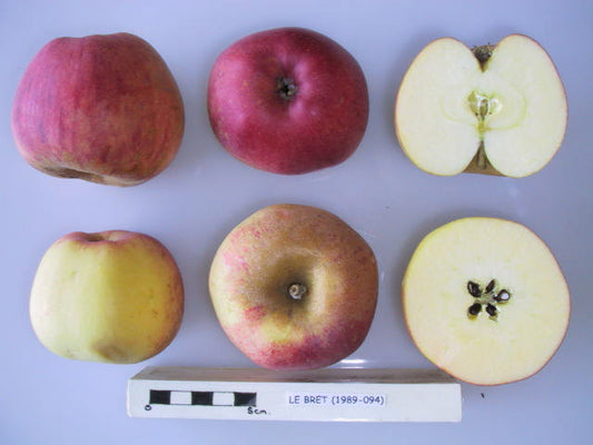fruit from the le bret cider apple tree cut open so you can see the flesh and pips