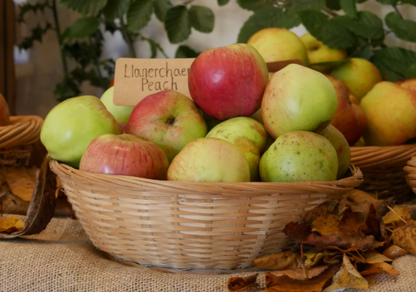 Llanerchaeron Peach