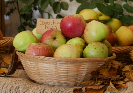 Llanerchaeron Peach