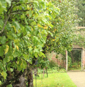 Llanerchaeron Peach