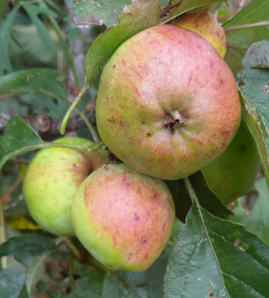 Llanerchaeron Peach