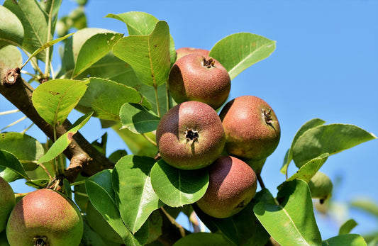 Ripe pears on a tree branch with green leaves against a clear blue sky.
