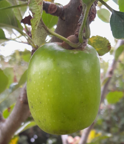 Green Pig Snout variety of apple hanging from a tree branch with leaves in the background