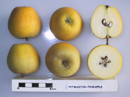 Pitmaston Pineapple