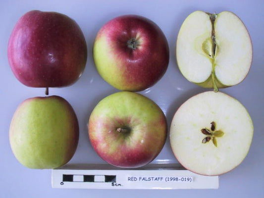 Red Falstaff