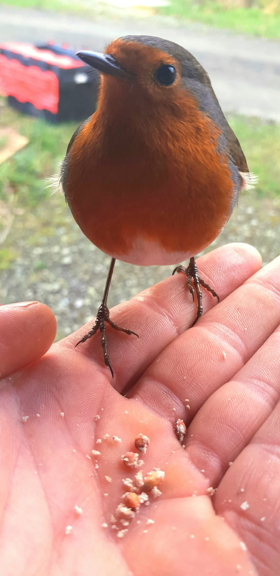 Robin, a Small bird perched on a person's hand with a blurred background outdoors