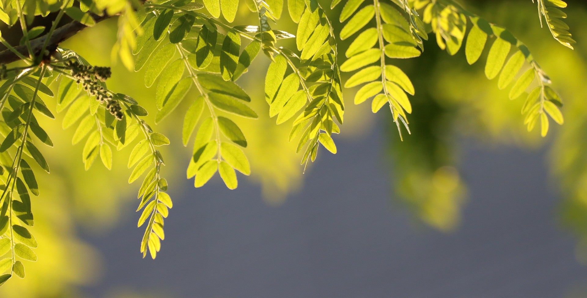 Close-up of bright green leaves against a blurred natural background