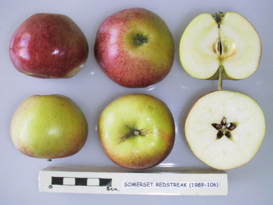 Somerset Redstreak