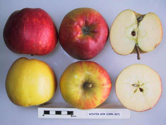 Five apples, of the Winter gem variety including two whole and three halved, on a white background with a ruler for scale.