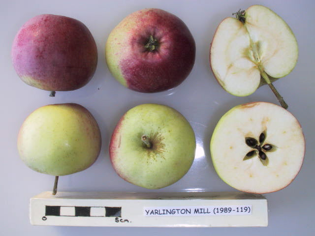 Apples of the Yarlington Mill variety with a cut apple and a ruler for scale on a white background.